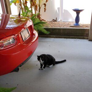 GREETINGS FROM BUBBIE THE CHIEF ASSET PROTECTION OFFICER OF THE RCA CAT CLOSET